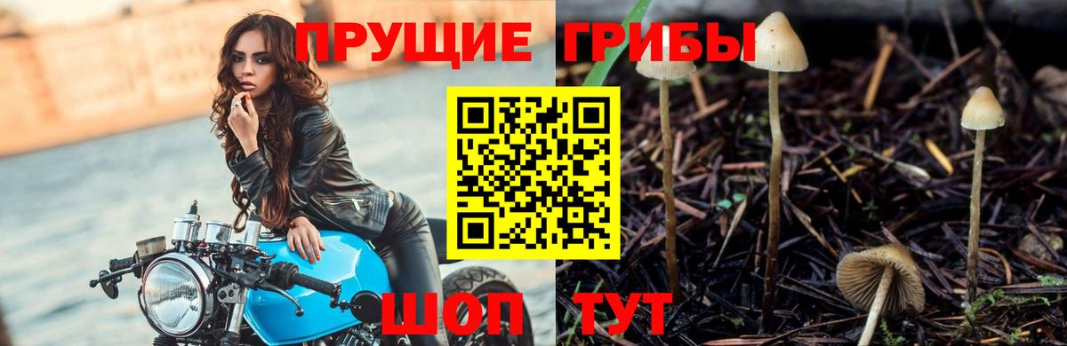 Клин  Галлюциногенные грибы мухоморы  Вход с VPN  Галлюциногенные грибы Psilocybine cubensis 